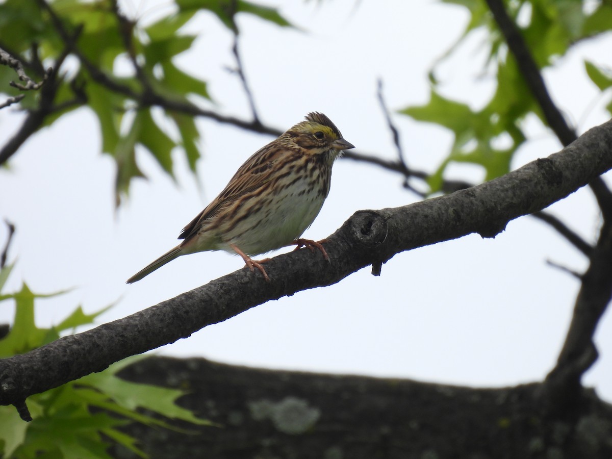 Savannah Sparrow - ML636416275
