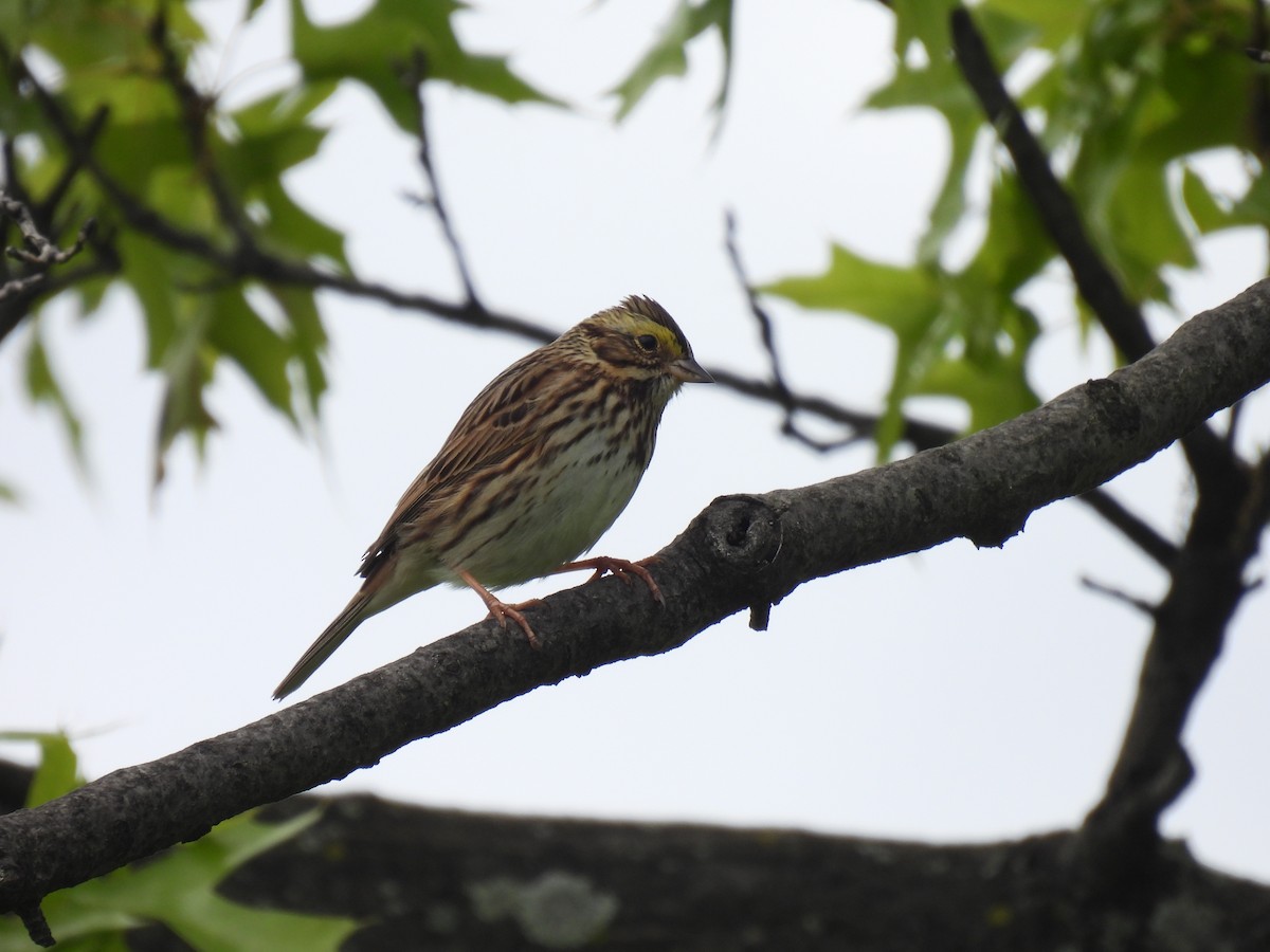 Savannah Sparrow - ML636416276