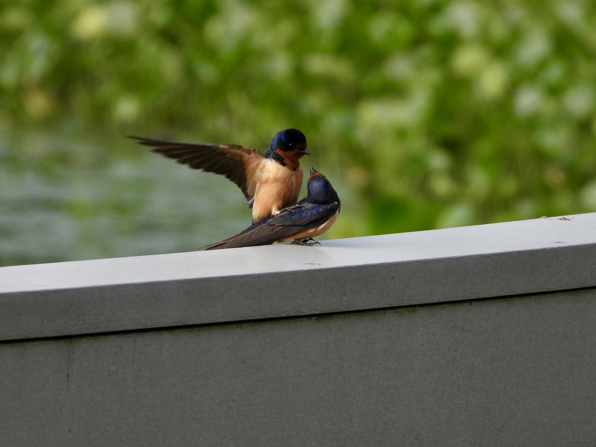 Barn Swallow - ML636416298