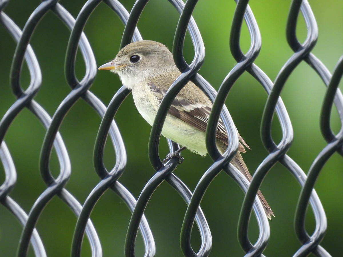 Least Flycatcher - ML636416339