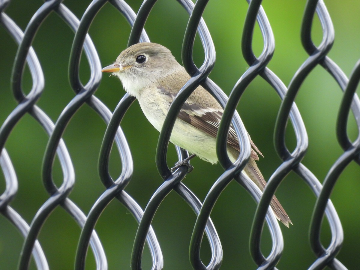 Least Flycatcher - ML636416340