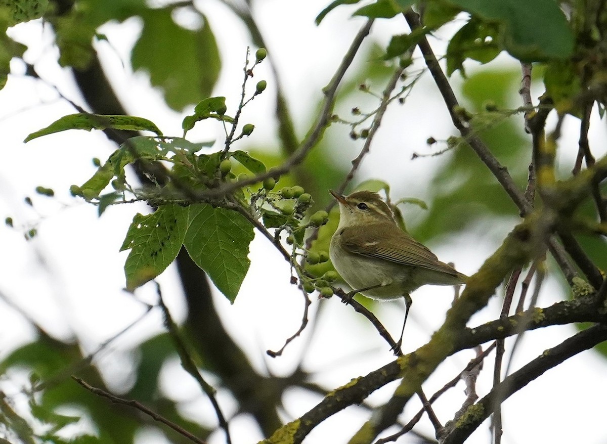 Greenish Warbler - ML636416345