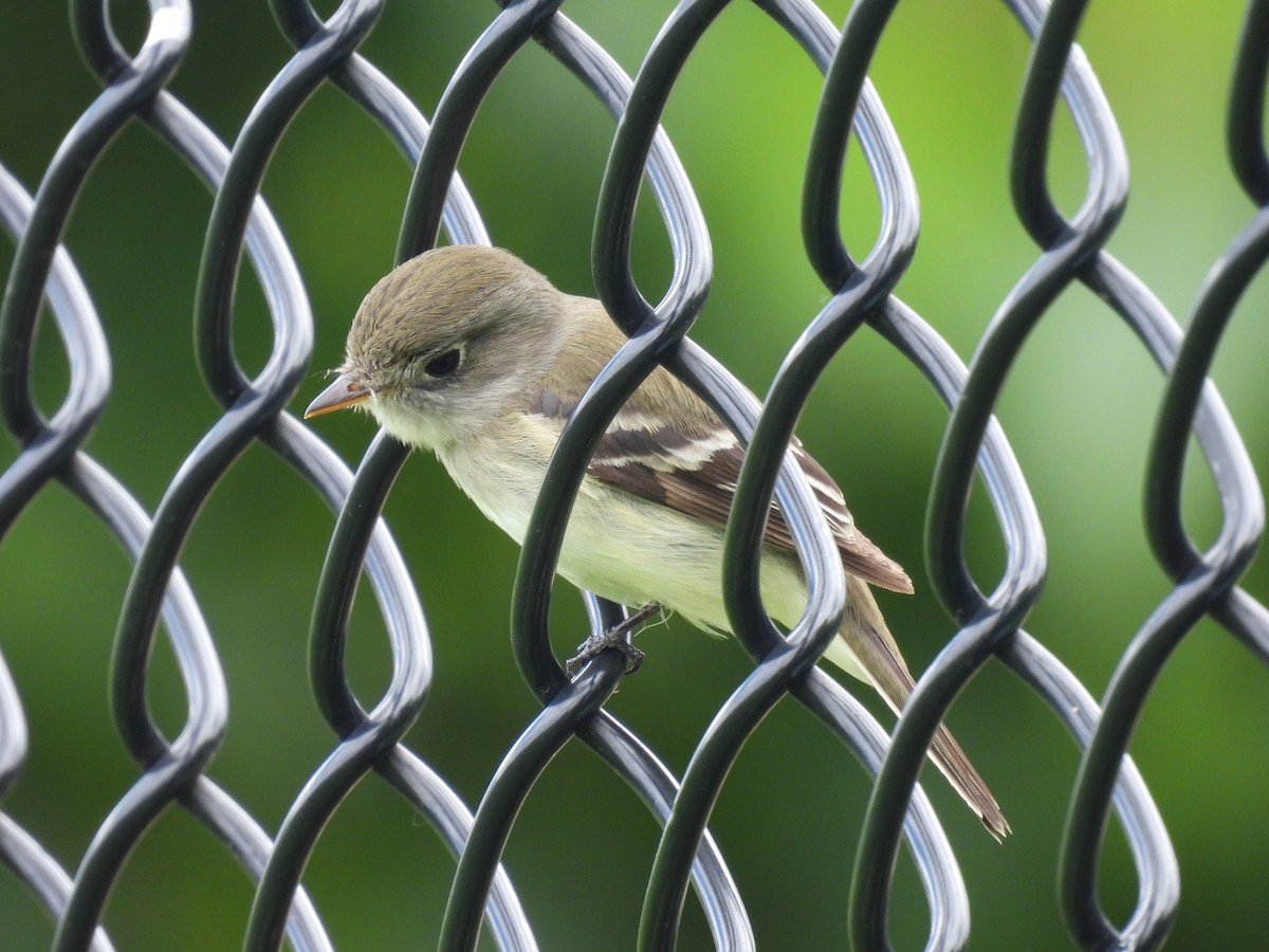 Least Flycatcher - ML636416346