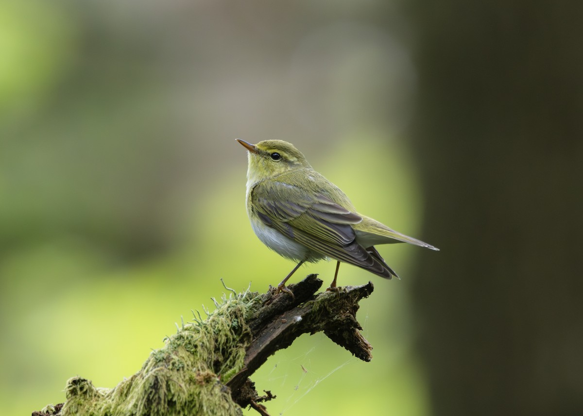 Waldlaubsänger - ML636416375