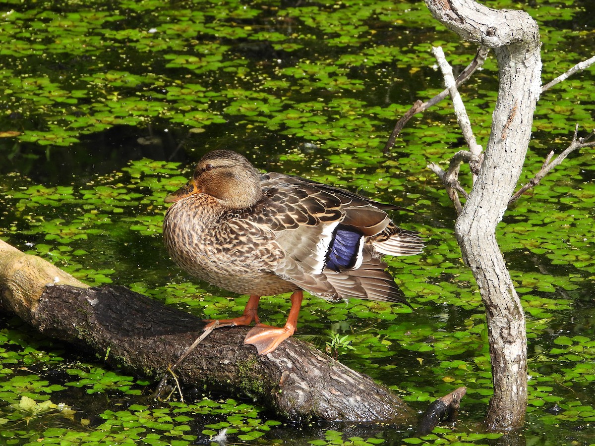 Mallard - ML636416397