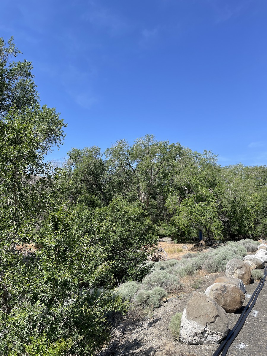 null - ML636416398