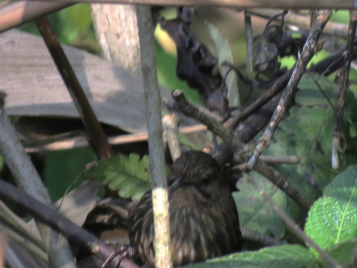 Long-billed Wren-Babbler - ML636416413