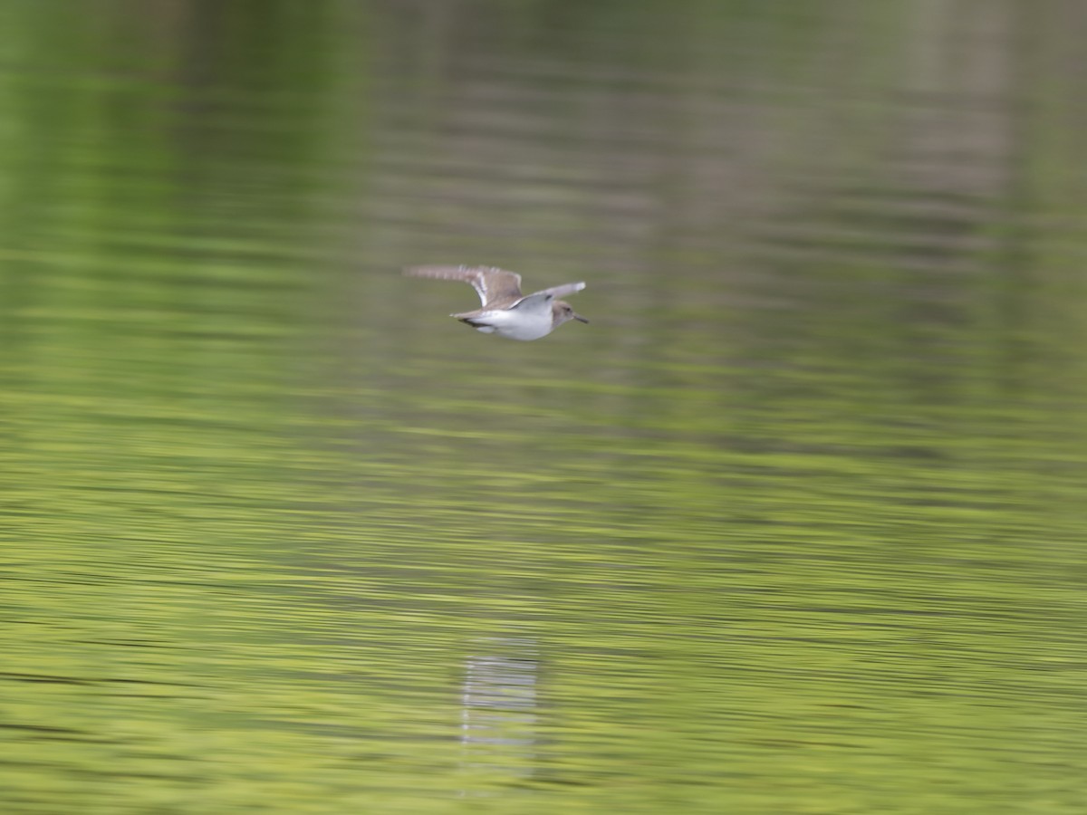 Хайргын хөгчүү - ML636416421