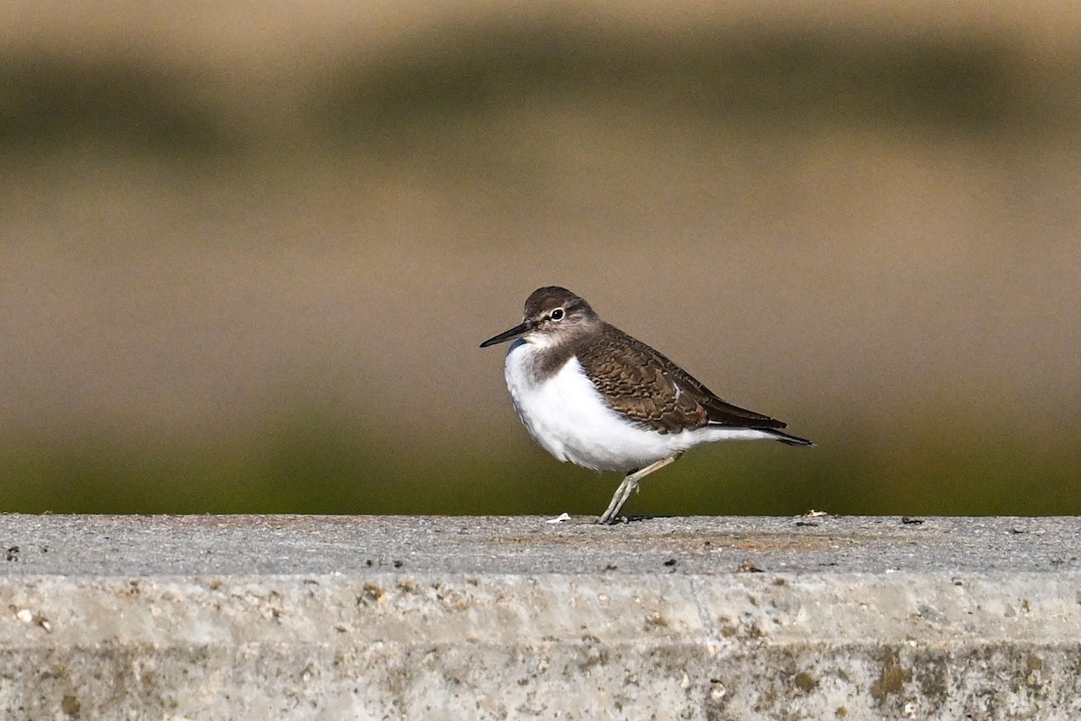 strandsnipe - ML636416485