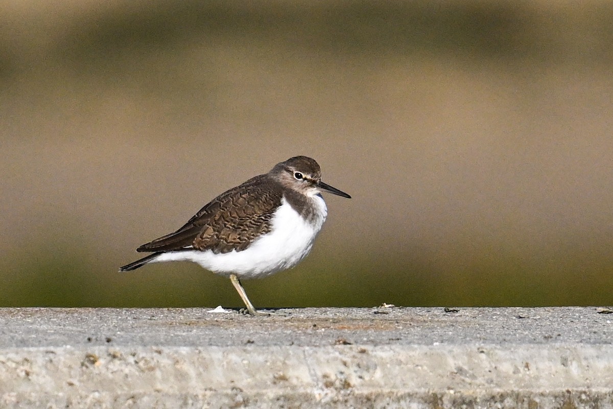 strandsnipe - ML636416489