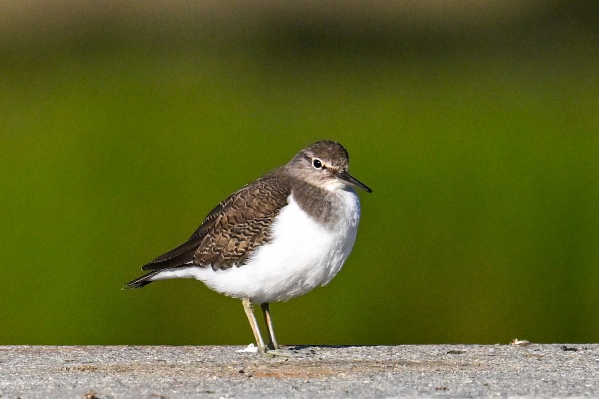 strandsnipe - ML636416494