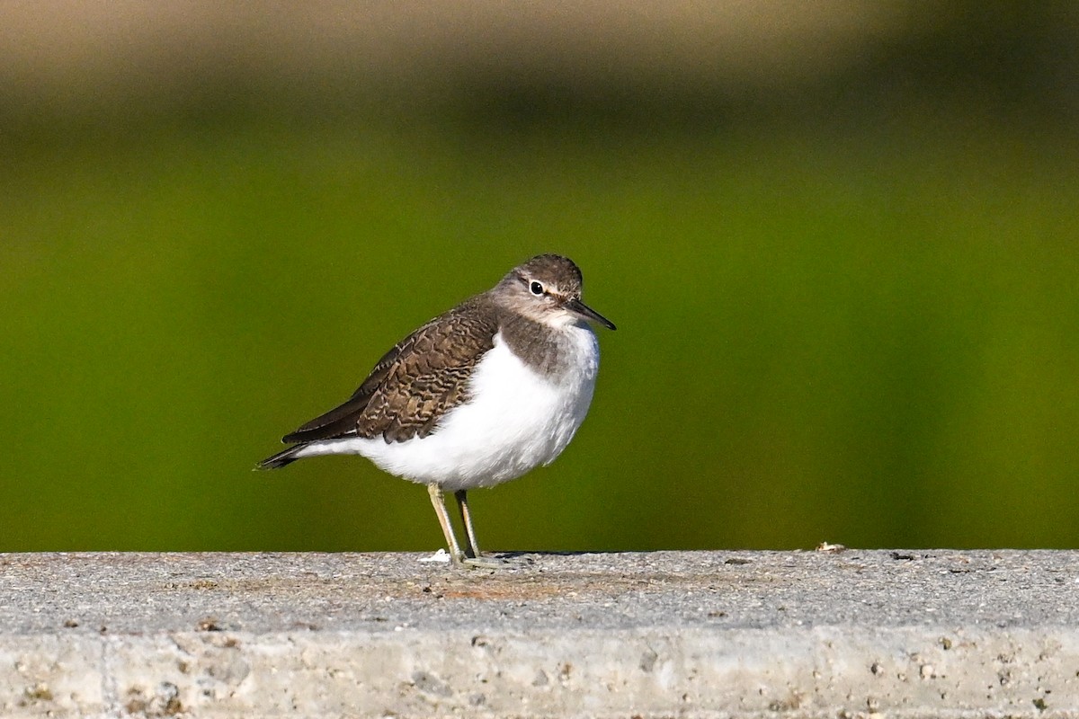 strandsnipe - ML636416495