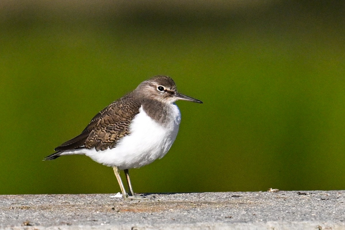 strandsnipe - ML636416496