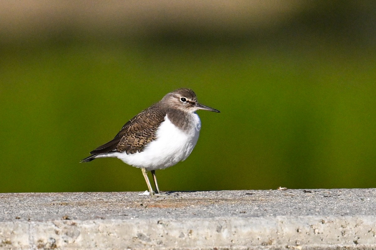 strandsnipe - ML636416497