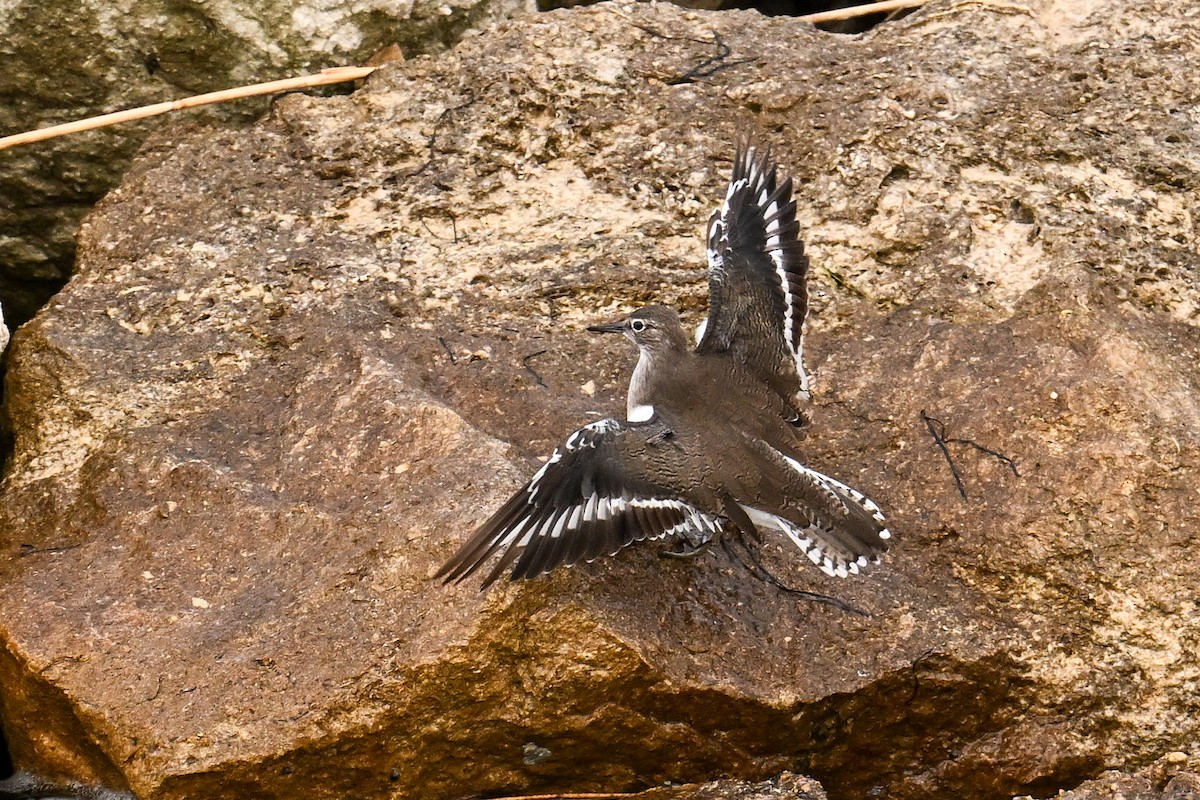 strandsnipe - ML636416500