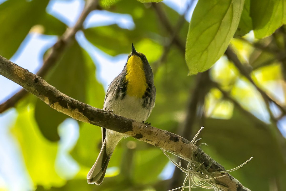 Olive-capped Warbler - ML636416580