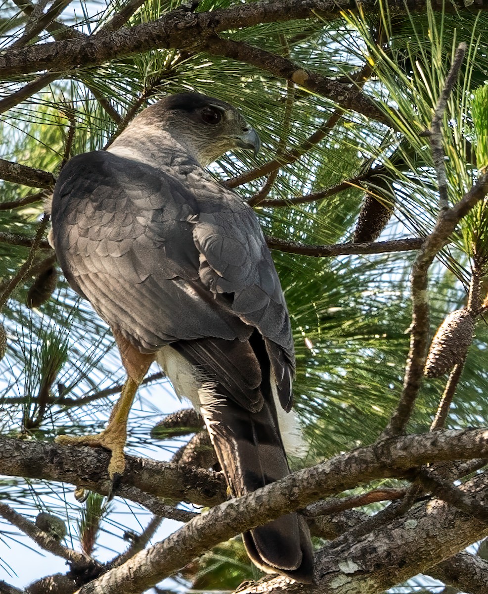 Gundlach's Hawk - ML636416591