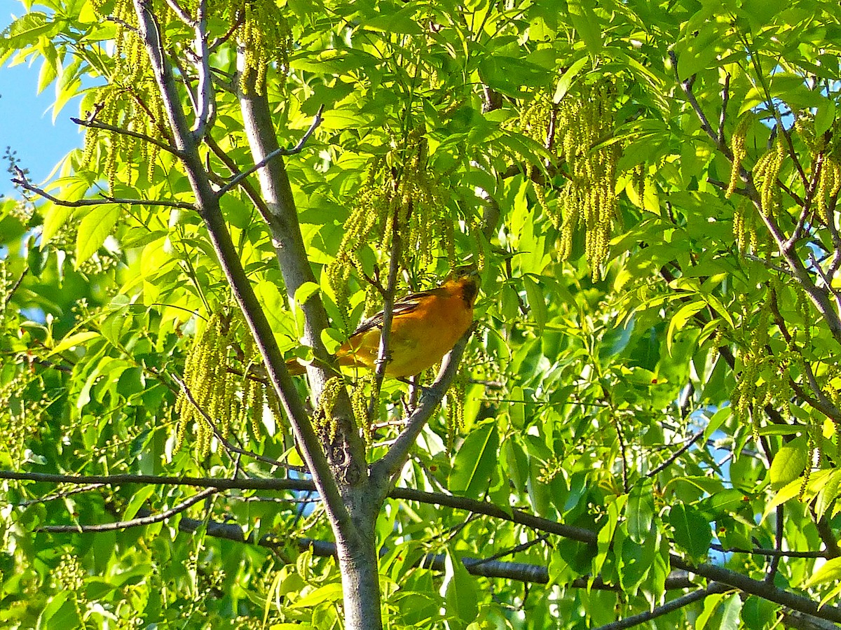 Baltimore Oriole - ML636416613
