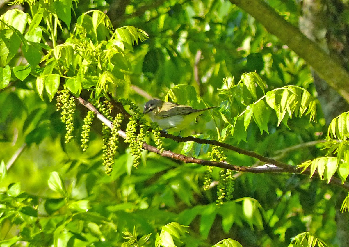 Vireo occhirossi - ML636416624