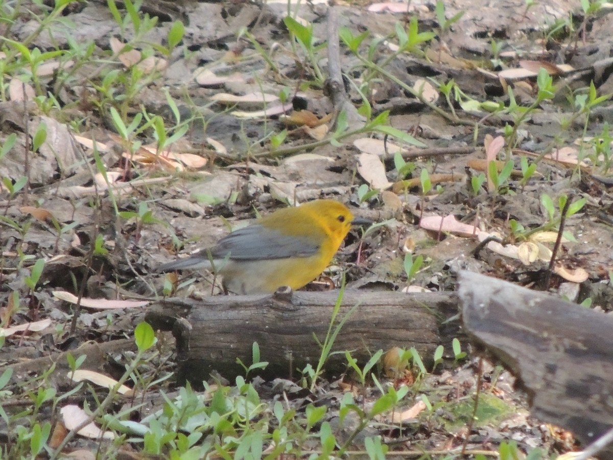 Prothonotary Warbler - ML636416692