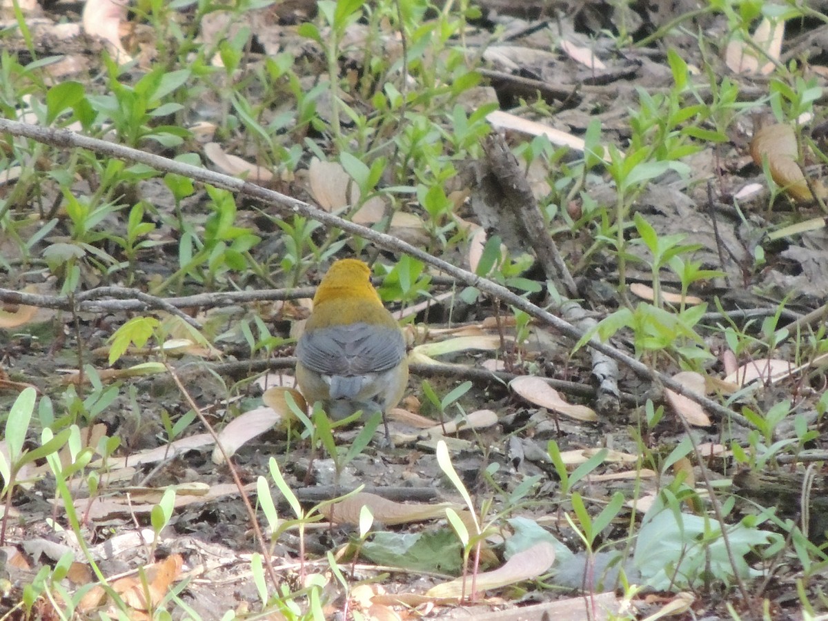Prothonotary Warbler - ML636416693
