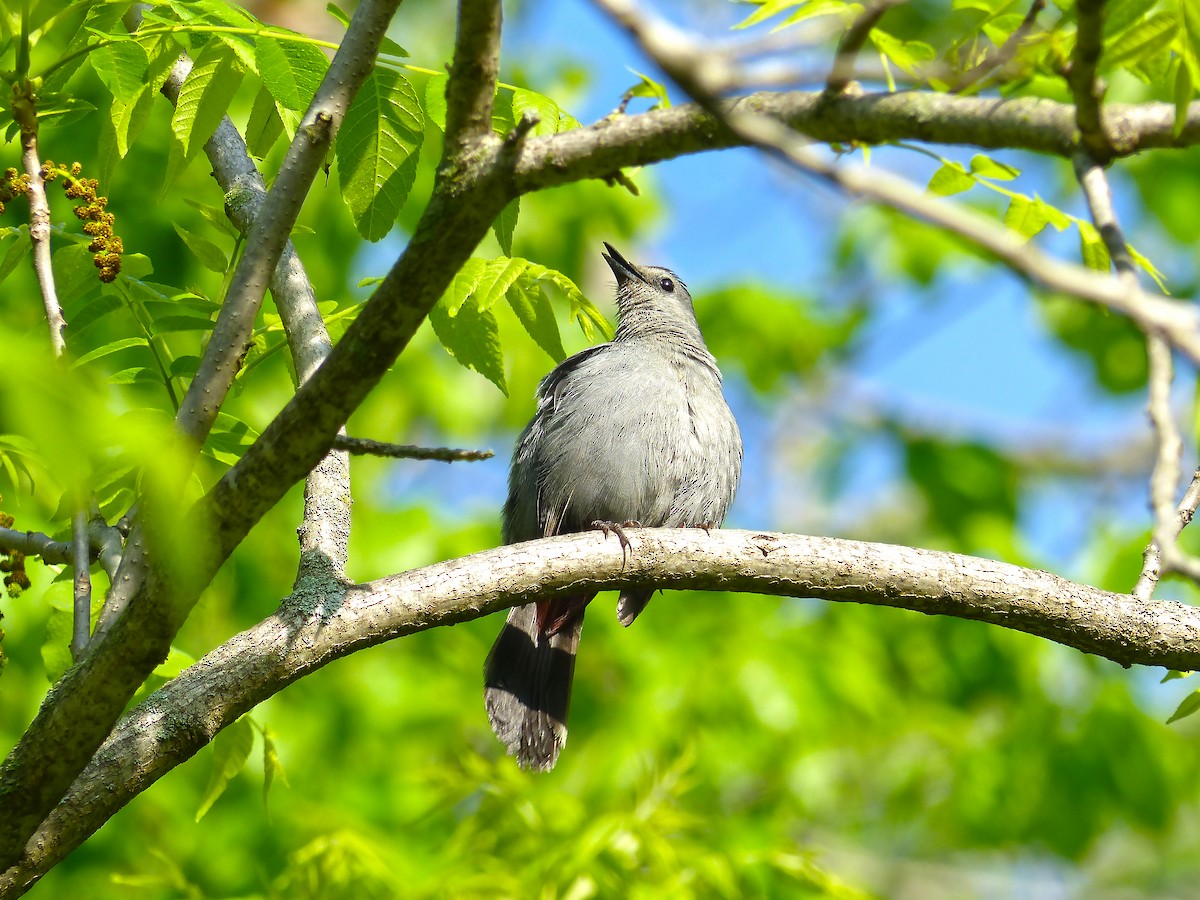 Gray Catbird - ML636416696