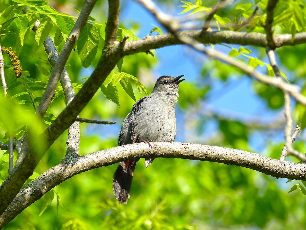 Gray Catbird - ML636416697