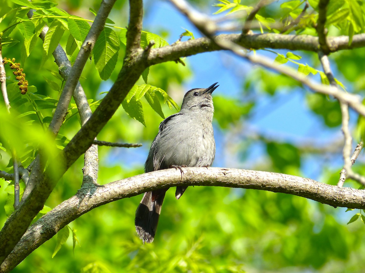 Gray Catbird - ML636416698