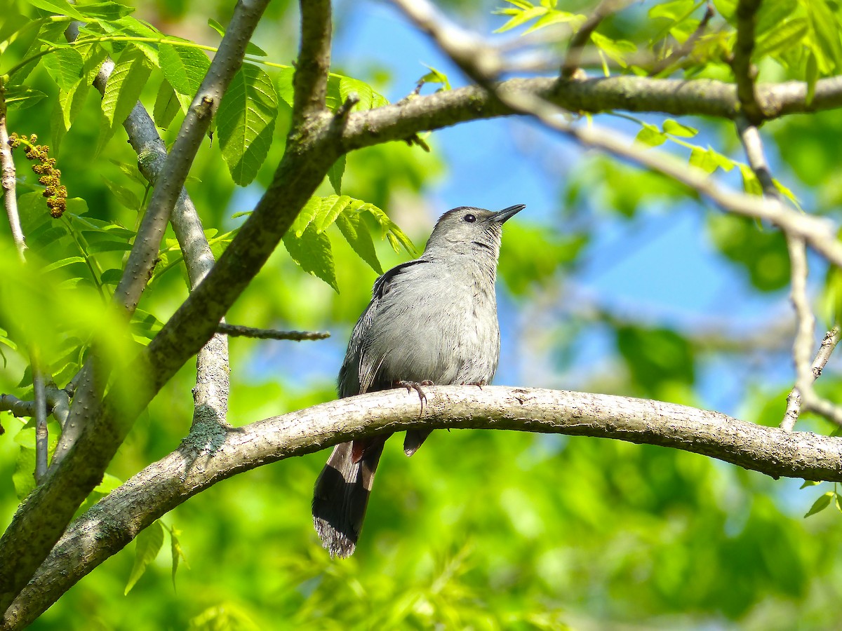 Gray Catbird - ML636416699