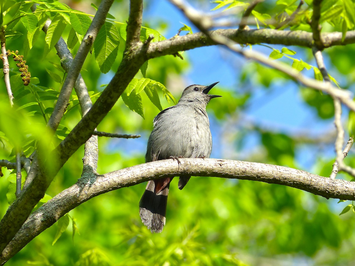 Gray Catbird - ML636416700