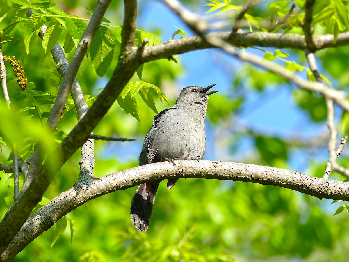 Gray Catbird - ML636416701