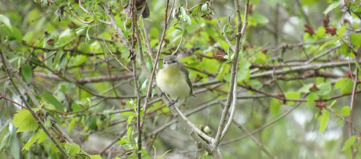 Philadelphia Vireo - ML636416745