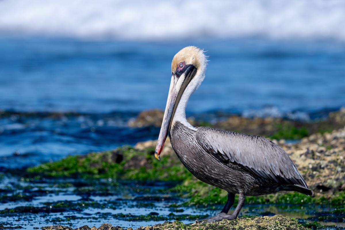 Brown Pelican (Southern) - ML636416781