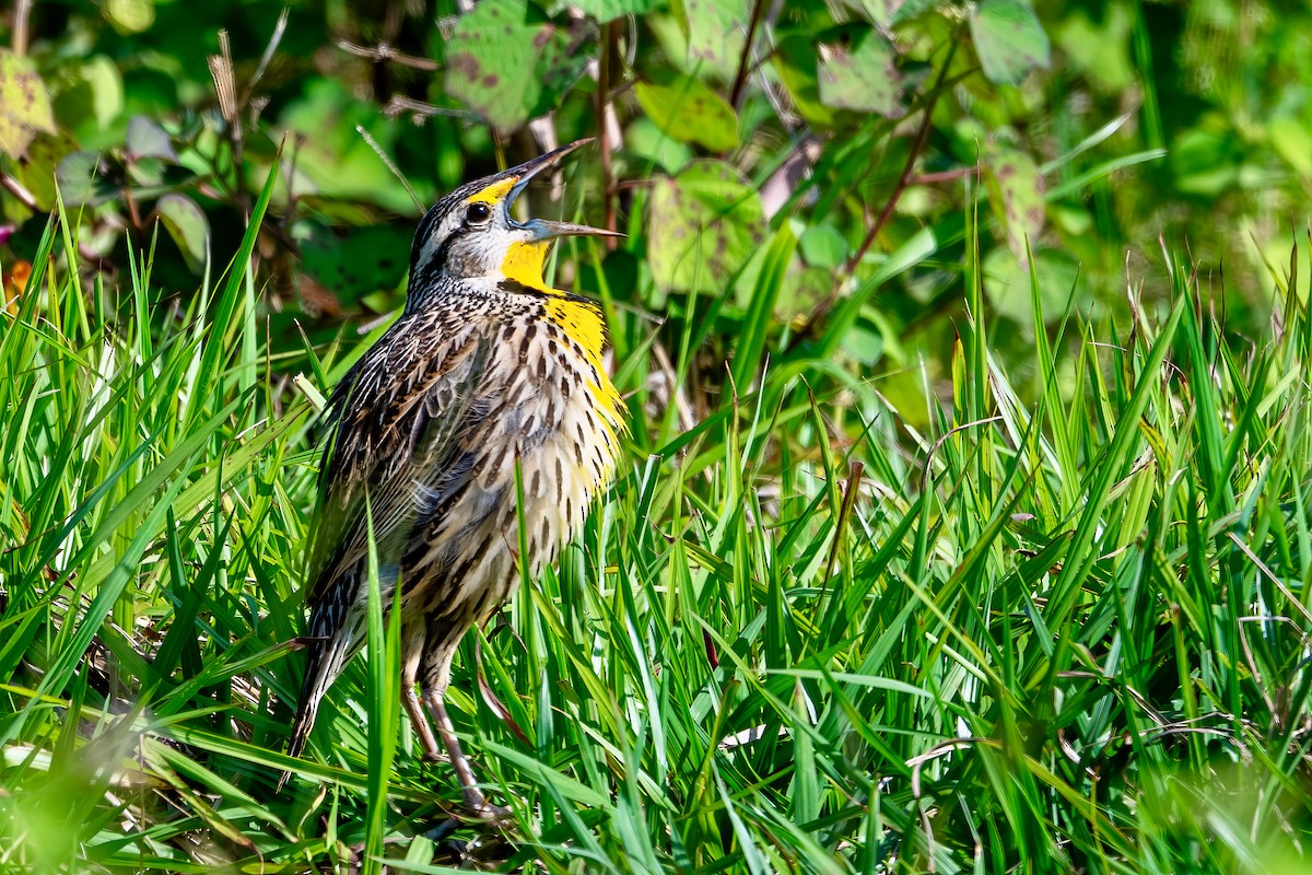 Eastern Meadowlark (Cuban) - ML636416806