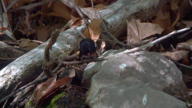 Painted Redstart - ML636416812