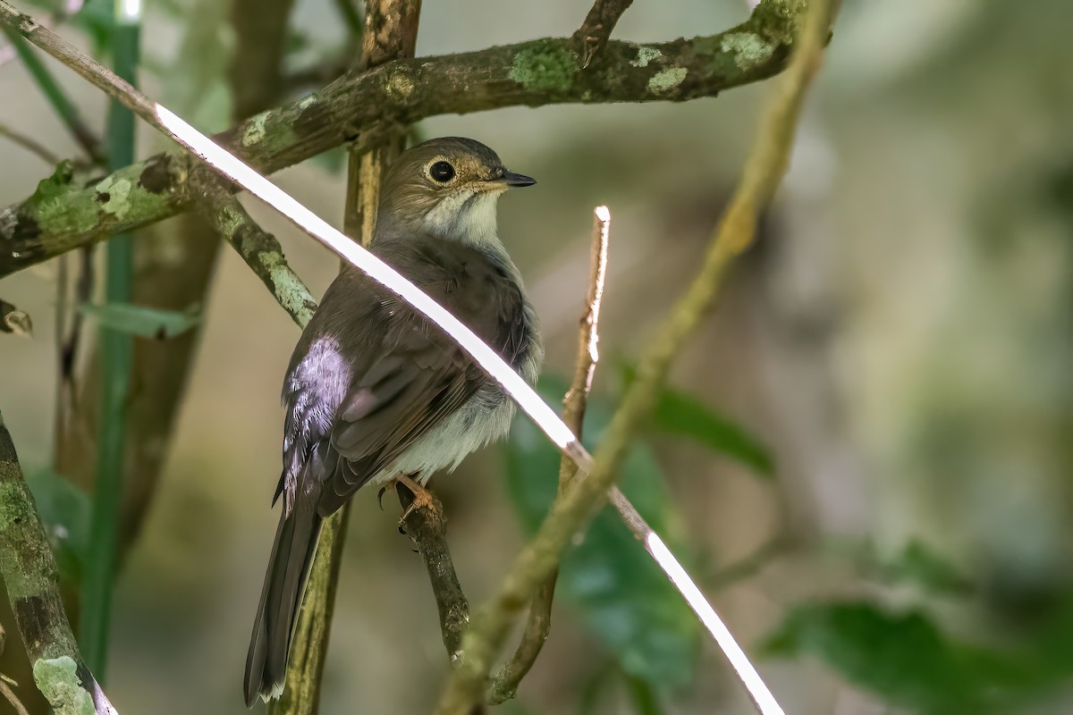 Solitaire de Cuba - ML636416837