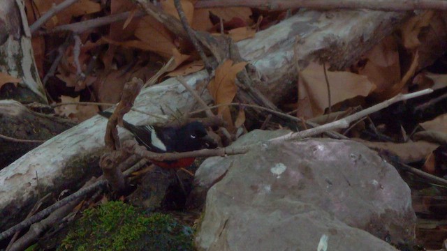 Painted Redstart - ML636416844