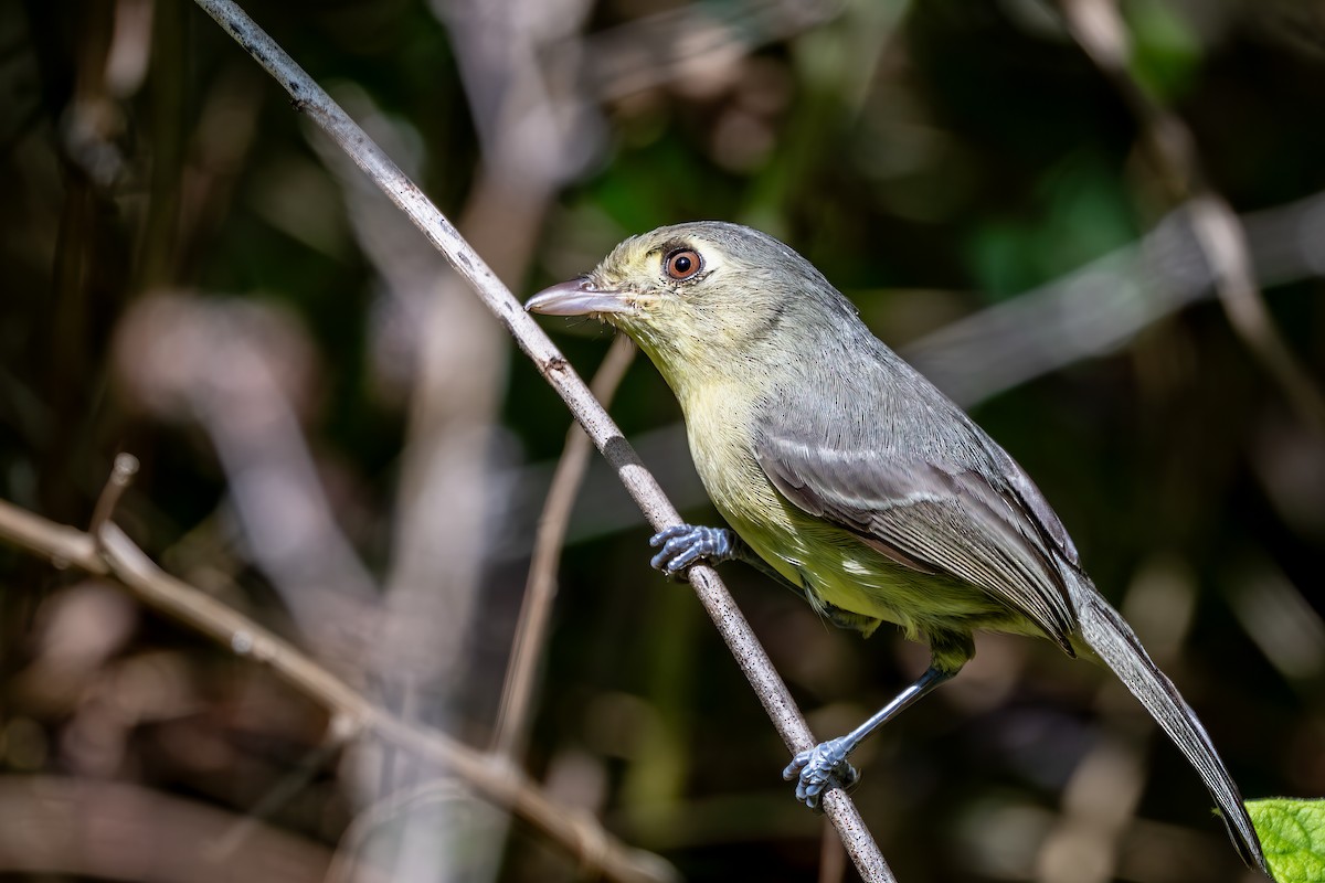 Cuban Vireo - ML636416845