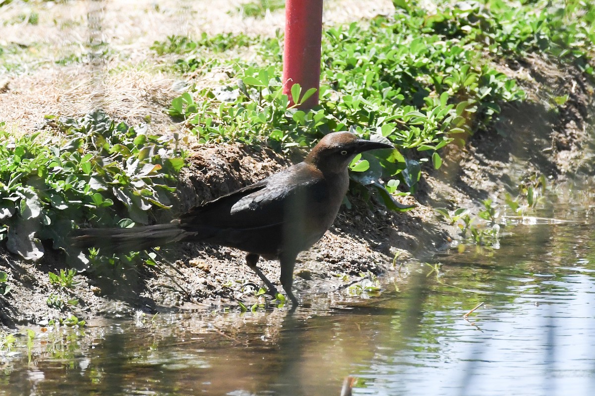 Great-tailed Grackle - ML636416875