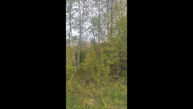 Connecticut Warbler - ML636416889
