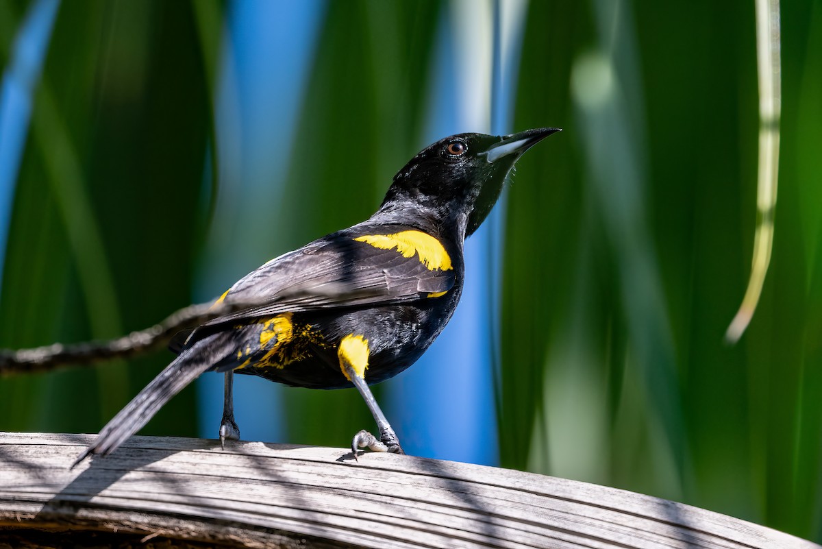 Cuban Oriole - ML636416890