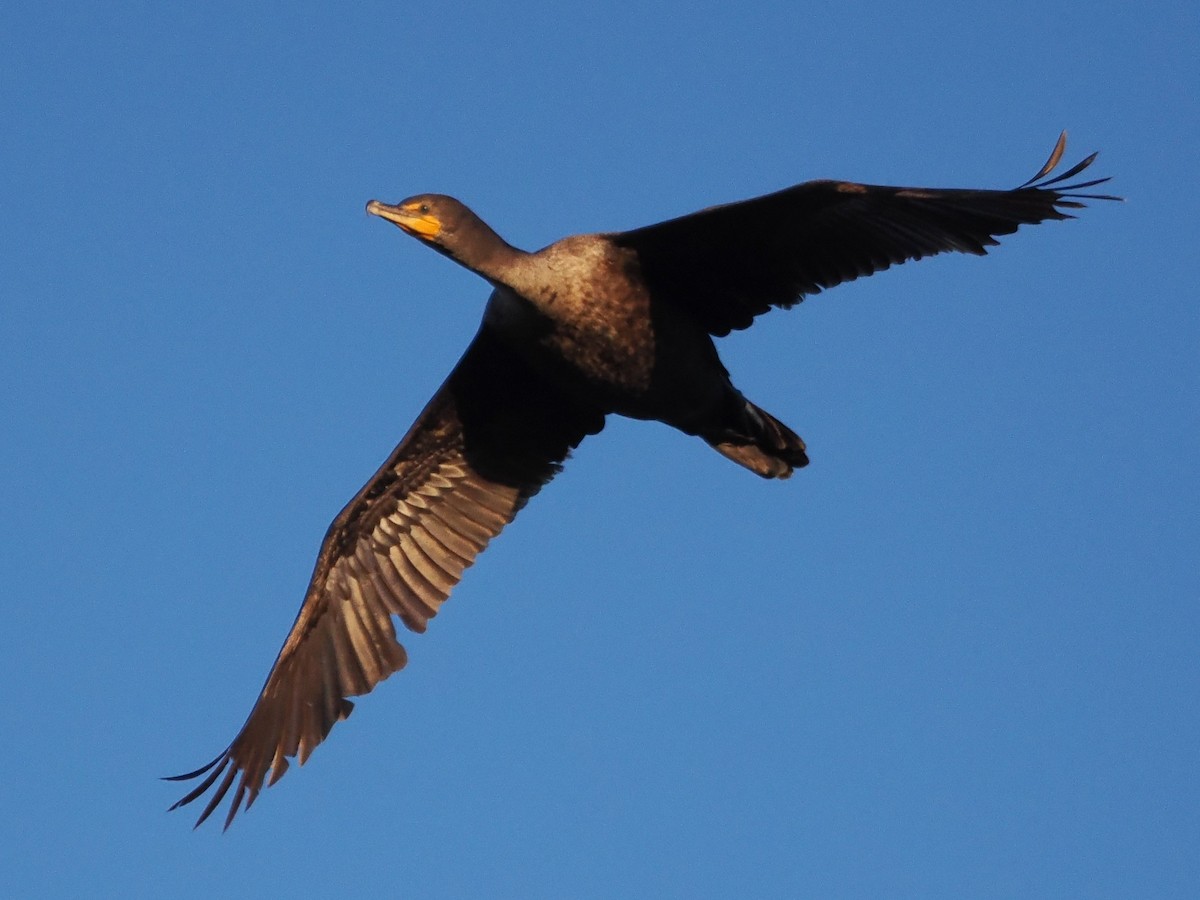 Double-crested Cormorant - ML636416892