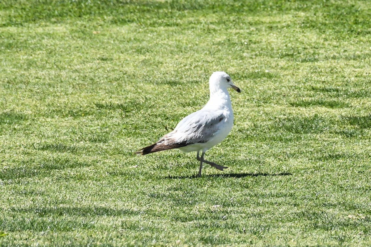 Ring-billed Gull - ML636416893