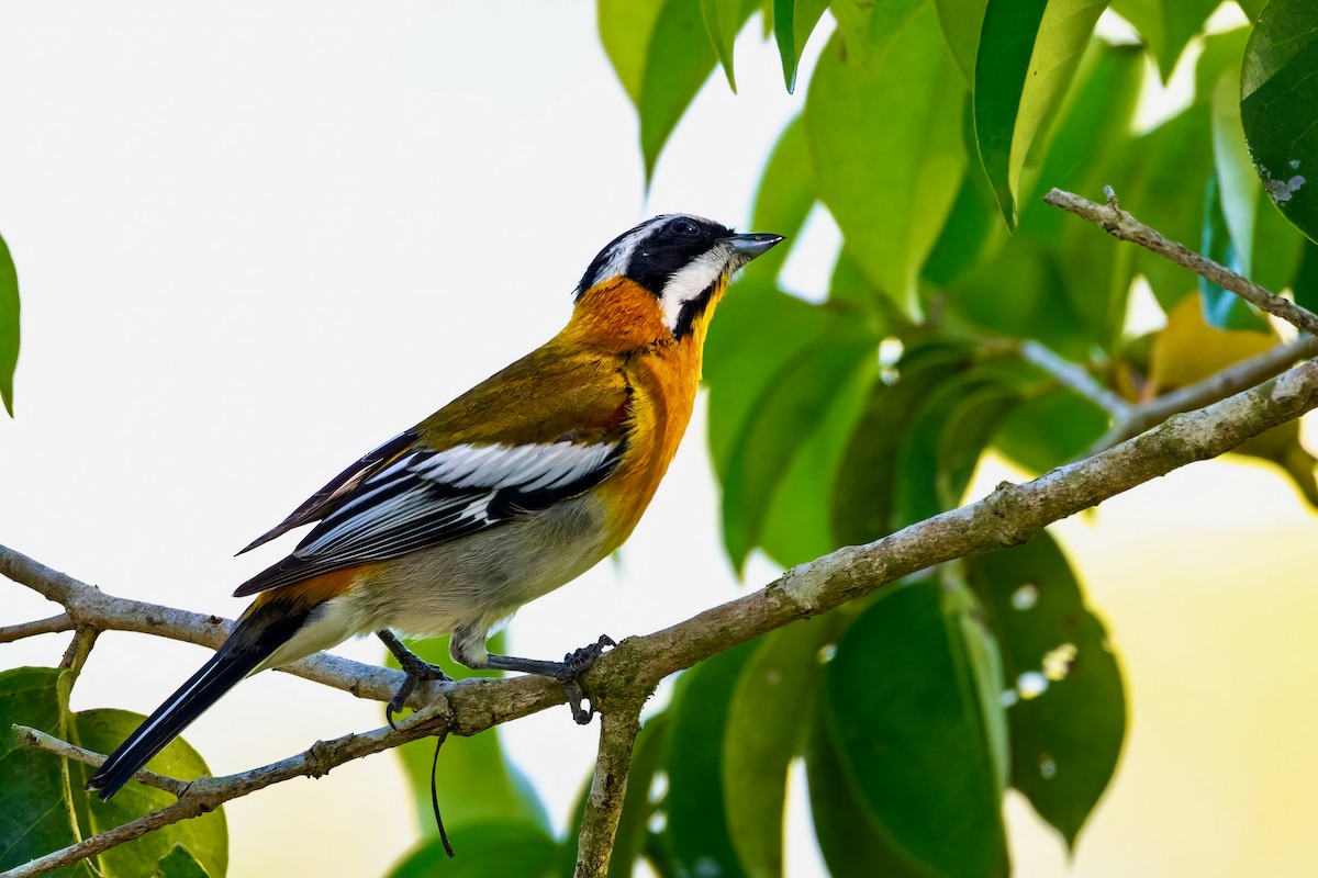 Western Spindalis (Cuban) - ML636416897
