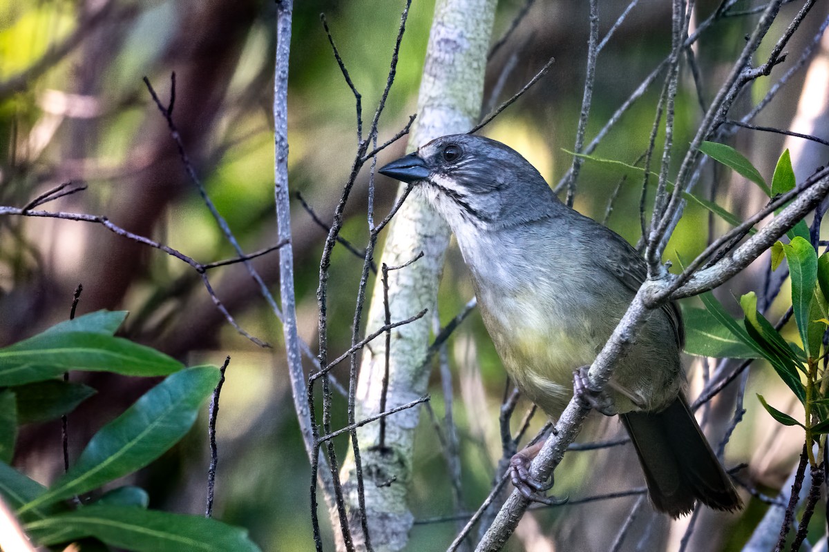 Zapata Sparrow - ML636416904
