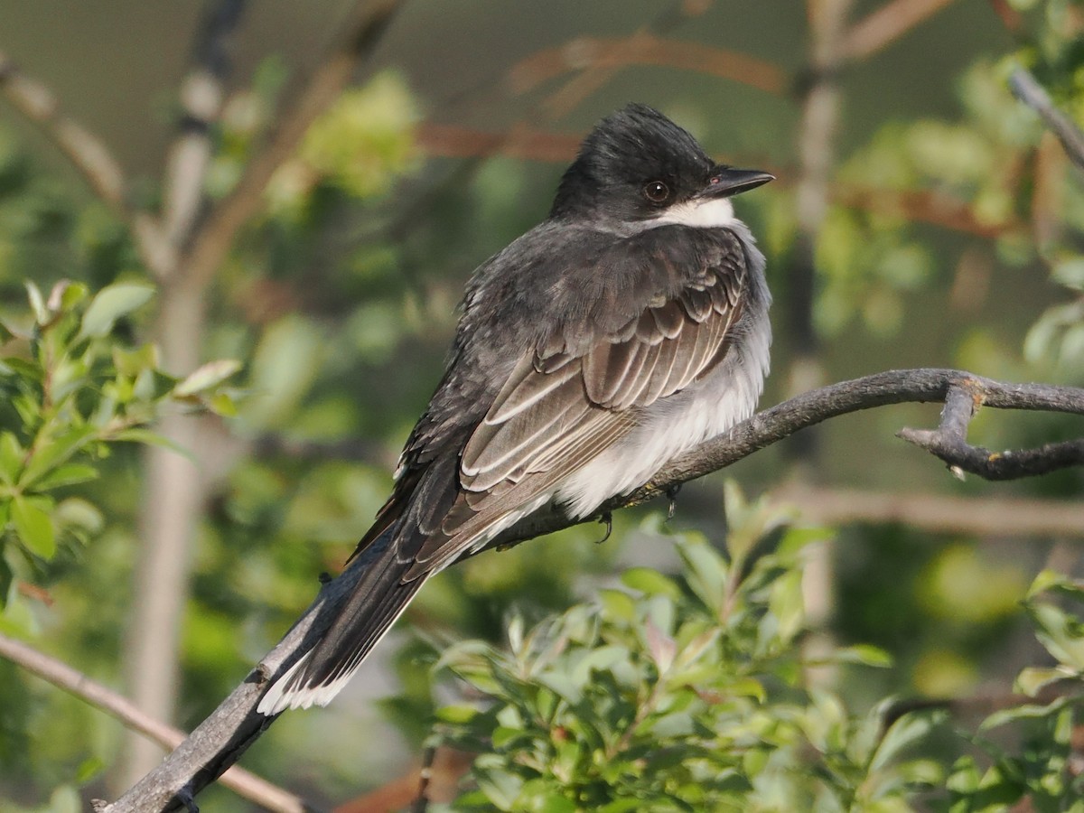 Eastern Kingbird - ML636416916