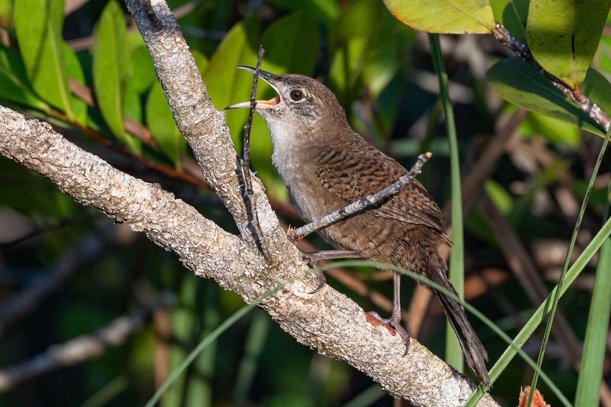 Zapata Wren - ML636416917