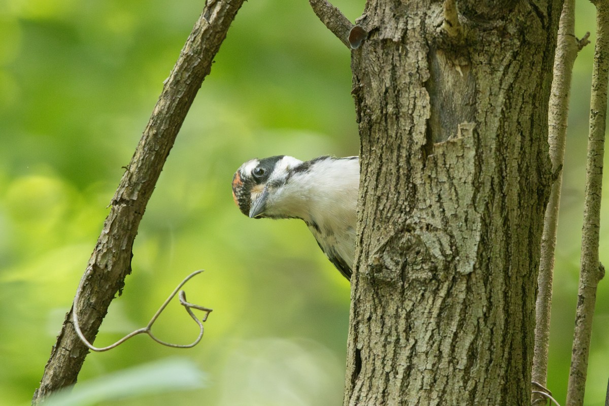 Hairy Woodpecker - ML636416924