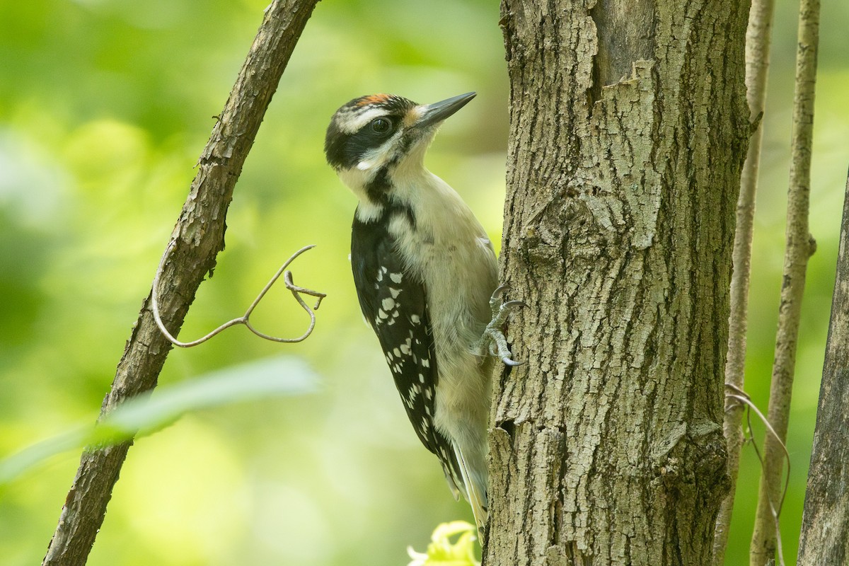 Hairy Woodpecker - ML636416927