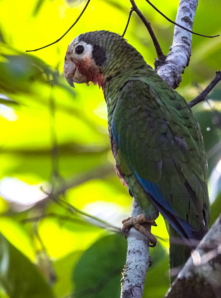 Cuban Amazon (Cuban) - ML636416936